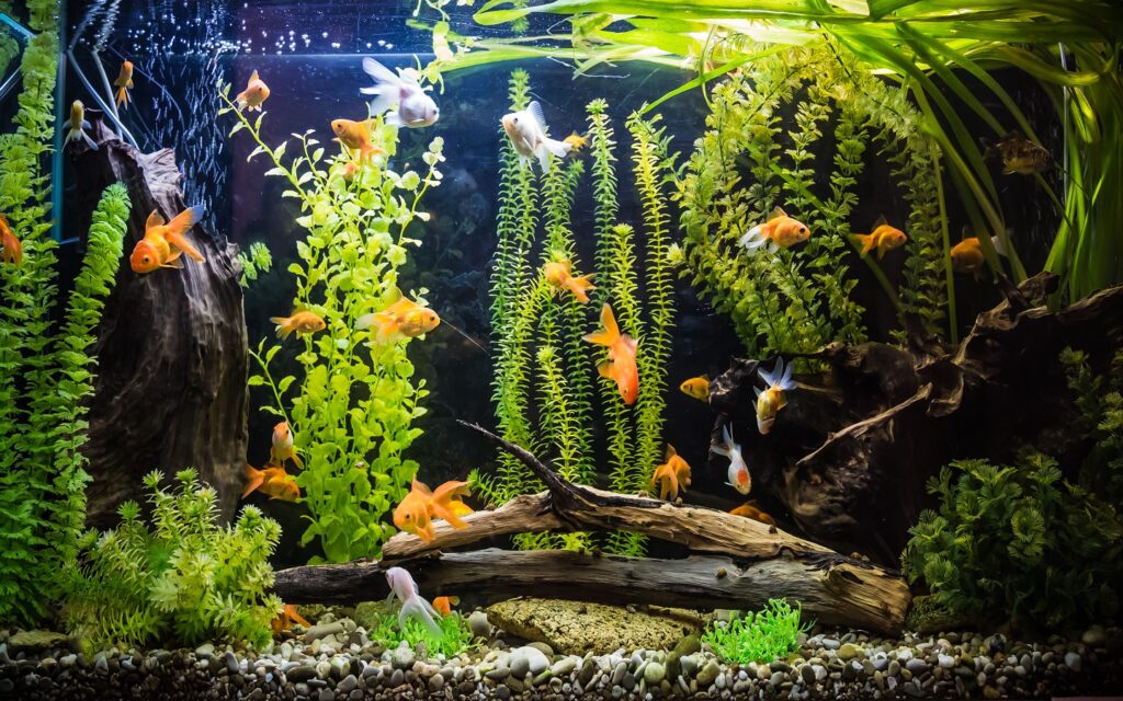 Cleaning a large home aquarium in a villa in Dubai